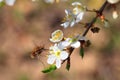 Bombylius major.