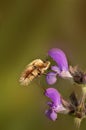 Bombylius major