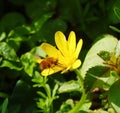 Bombylius major on a Ficaria verna.