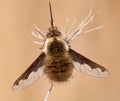 Bombylius major hangs on a dry plant