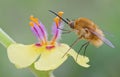 Bombylius major in spring on flower