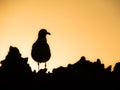 Bonaire - bird