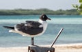 Bonaire birds