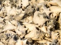 Bonaire Counch Shells