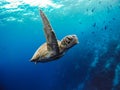 Bonaire Sea Turtles Royalty Free Stock Photo