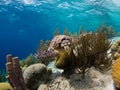 Bonaire Sea Turtles Royalty Free Stock Photo