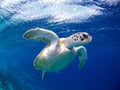 Bonaire Sea Turtles Royalty Free Stock Photo
