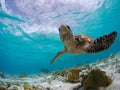 Bonaire Sea Turtles Royalty Free Stock Photo