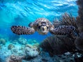 Bonaire Sea Turtles Royalty Free Stock Photo