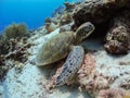 Bonaire Sea Turtles Royalty Free Stock Photo