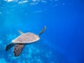 Bonaire Sea Turtles Royalty Free Stock Photo