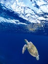 Bonaire Sea Turtles Royalty Free Stock Photo