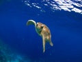 Bonaire Sea Turtles Royalty Free Stock Photo