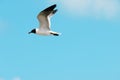 Bonaparte Gull in Flight