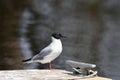 Bonaparte Gull perched on a dock