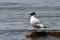 Bonaparte Gull perched on a rock