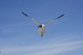 Bonaparte gull with wings spread