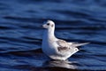 Bonaparte\'s gull bird walks along edge of the shore Royalty Free Stock Photo