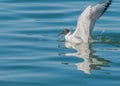 Bonaparte's Gull Royalty Free Stock Photo