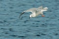 Bonaparte's Gull - Chroicocephalus philadelphia