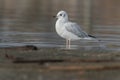 Bonaparte's Gull - Chroicocephalus philadelphia