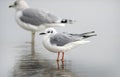 Bonaparte`s Gull on Hilton Head Island Beach, South Carolina Royalty Free Stock Photo