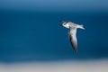 Bonaparte`s Gull In First Year Colors