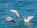 Bonaparte's Gull