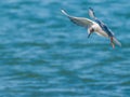 Bonaparte's Gull