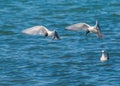 Bonaparte's Gull