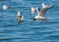 Bonaparte's Gull