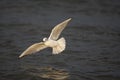 Bonaparte's Gull (Larus philadelphia)