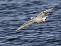 Bonaparte`s Gull low over water