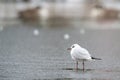 Bonaparte's Gull