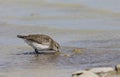 Bonapartes Strandloper, White-rumped Sandpiper, Calidris fuscicollis