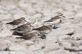 Bonapartes Strandloper, White-rumped Sandpiper, Calidris fuscicollis