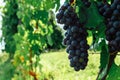 Bonarda or douce noir grapes growing in Piedmont, Italy. Royalty Free Stock Photo