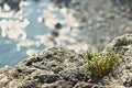 Bonassola, near Cinque Terre. A cistus ladaniferus plant on the rocks