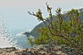 Bonassola, near Cinque Terre. A lentisk plant on the rocks