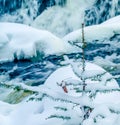 Bond Falls in winter Royalty Free Stock Photo