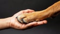Bond of love human hand and dog paw touch gently, symbolizing friendship and connection Royalty Free Stock Photo