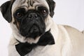 Bond Pug