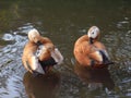 Bonded pair of brown Ruddy Shelducks grooming