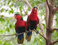 A bonded pair of squawking Black-capped Lories Royalty Free Stock Photo