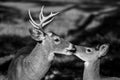 Bonded Whitetail Buck and Doe Deer during Mating Season Royalty Free Stock Photo