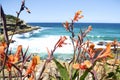 Bondi Beach / Australia: View on the coastline of Bondi Beach, Australia, with flowers in the foreground. Royalty Free Stock Photo