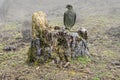The bonding brown falcon bird of prey is sitting on tree trunk, falconry and falcon breeding concept