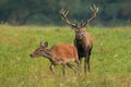 Bonding couple of red deer in rutting season on a green meadow. Royalty Free Stock Photo