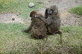 A bonding ritual of baboon monkeys, lousing each other, Ngorongoro Crater