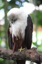Bondol eagle in a cage at the zoo, this eagle is white and light brown. Royalty Free Stock Photo
